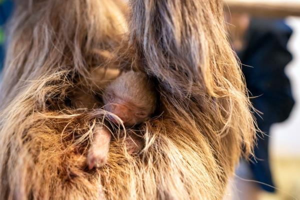 Zookeepers have been mo<em></em>nitoring the baby sloth and its mother, Wilbur, since witnessing the birth.