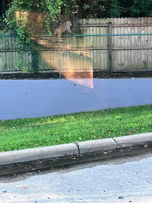 Mo<em></em>nkey sighting