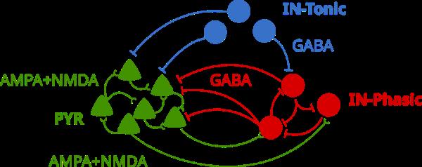 A network schematic shows the model arrangement of three different types of neurons in a cortical circuit. 