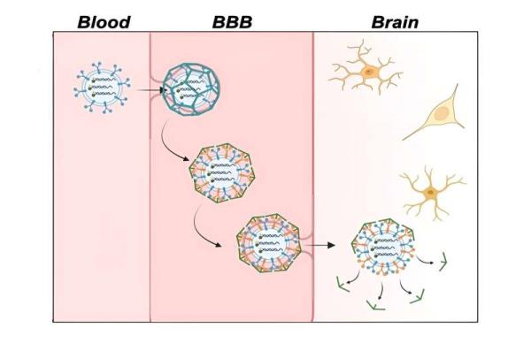 Improving Alzheimer's disease imaging — with fluorescent sensors