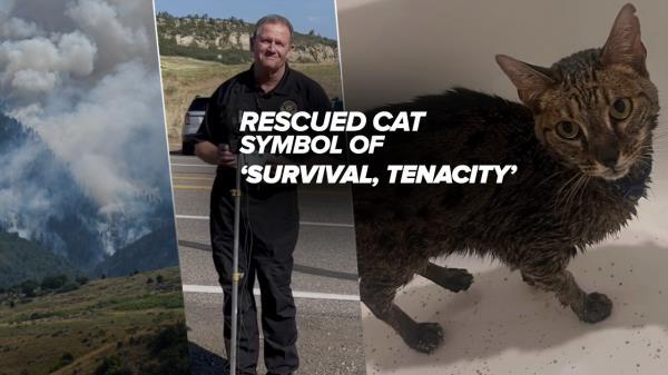 rescued quarry cat.png