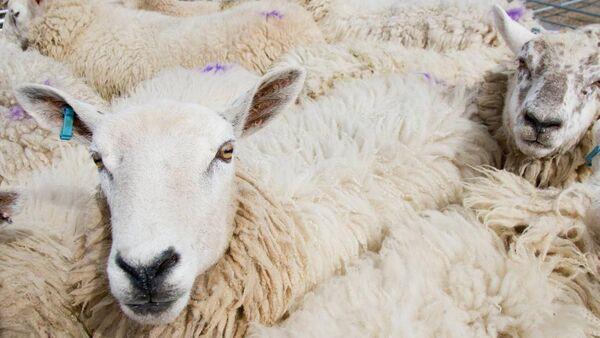 Prices 'as you were' for lamb