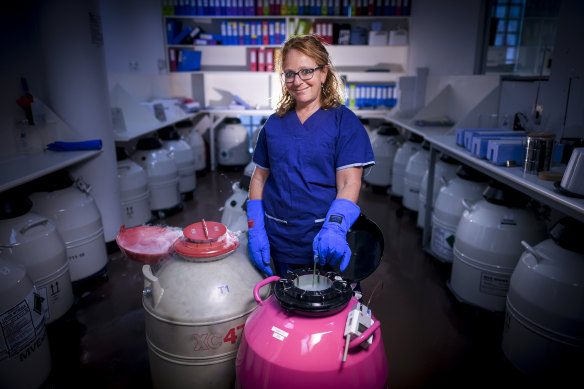 Associate Professor Kate Stern is working on a way to create large numbers of eggs in the lab from tiny pieces of thawed ovarian tissue.