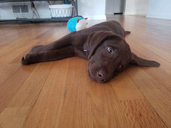 PetPicture.jpg